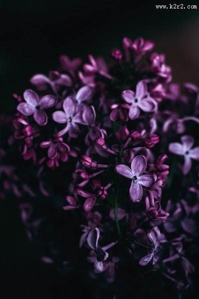 美丽的丁香花图片