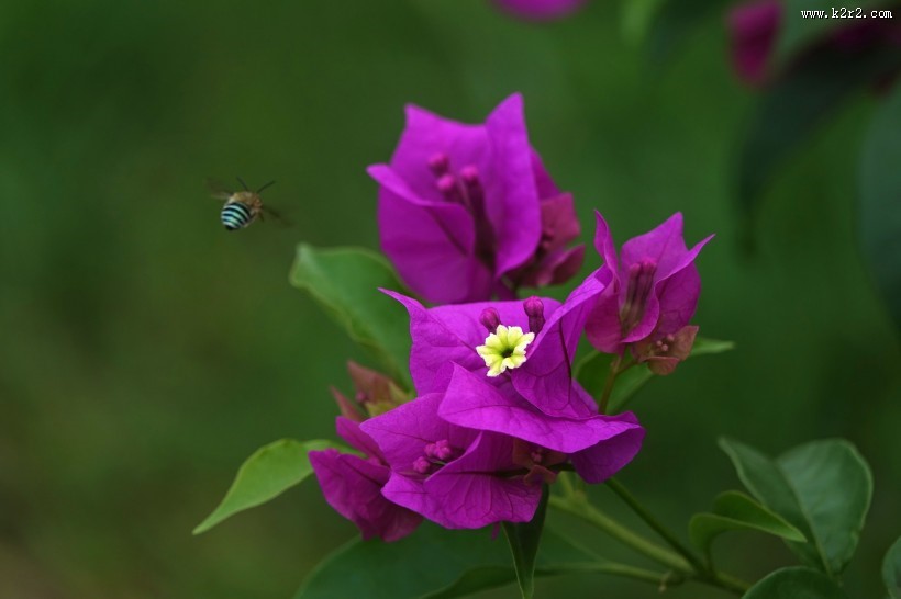 紫色的三角梅图片