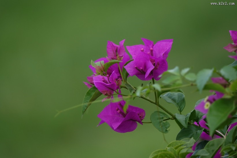 紫色的三角梅图片