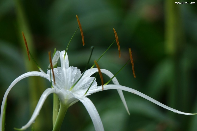蜘蛛兰图片大全