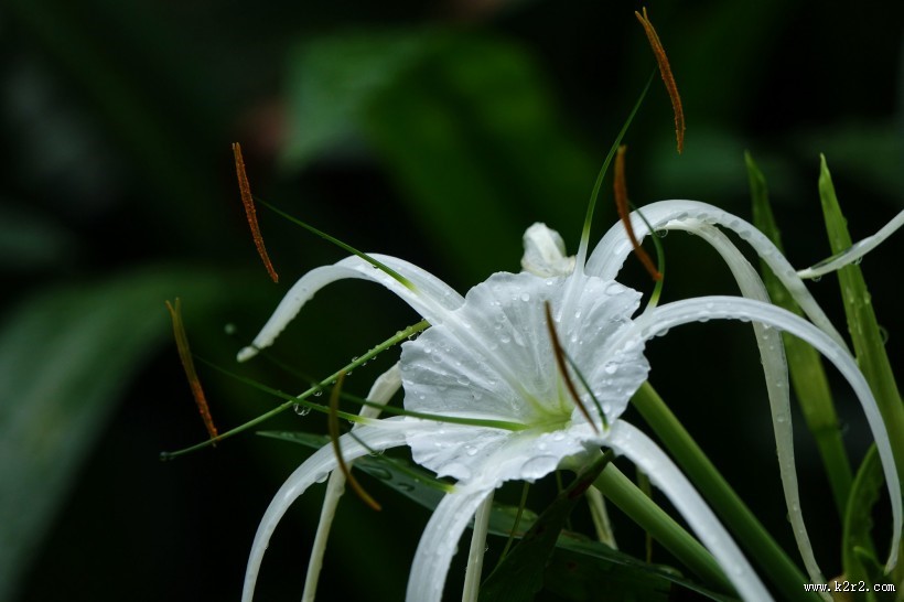 蜘蛛兰图片大全