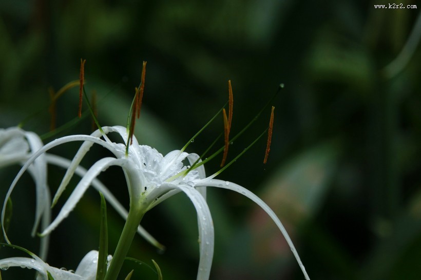 蜘蛛兰图片大全