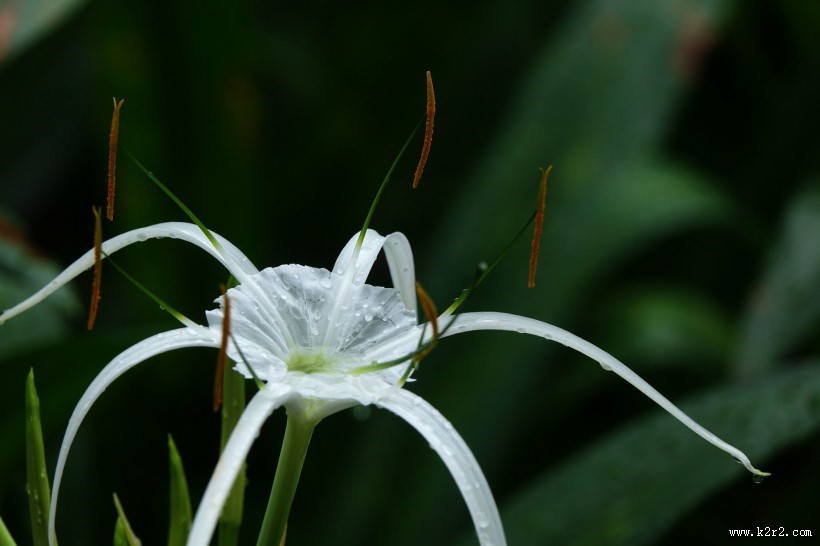 蜘蛛兰图片大全