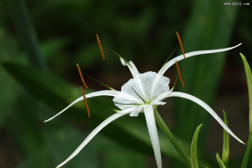 蜘蛛兰图片大全