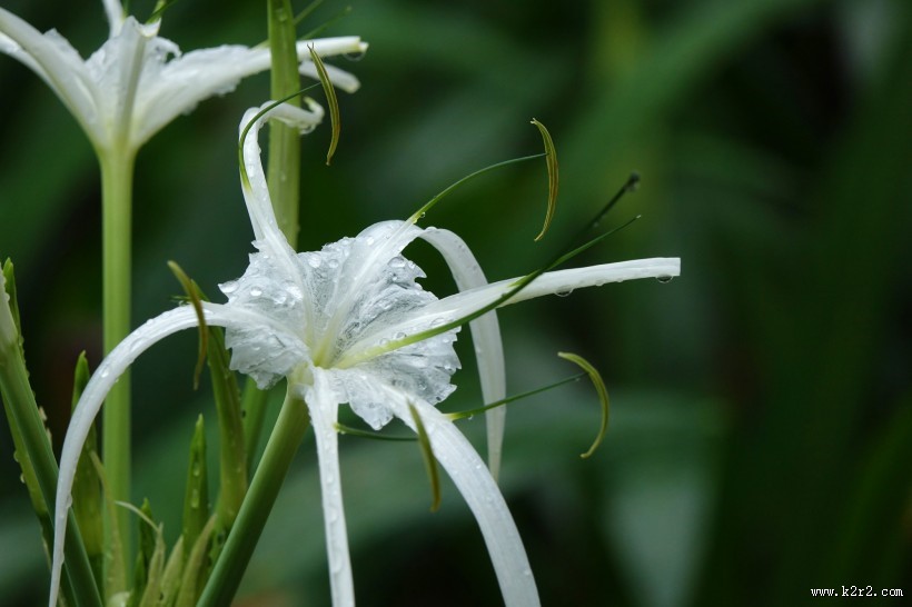 蜘蛛兰图片大全