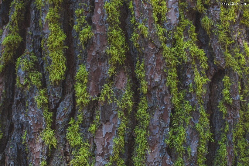 绿幽幽的苔藓图片