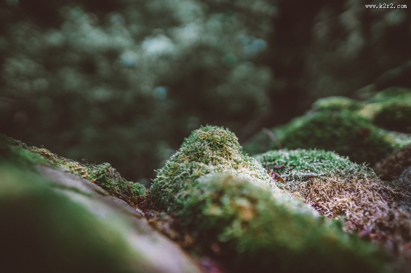 绿幽幽的苔藓图片