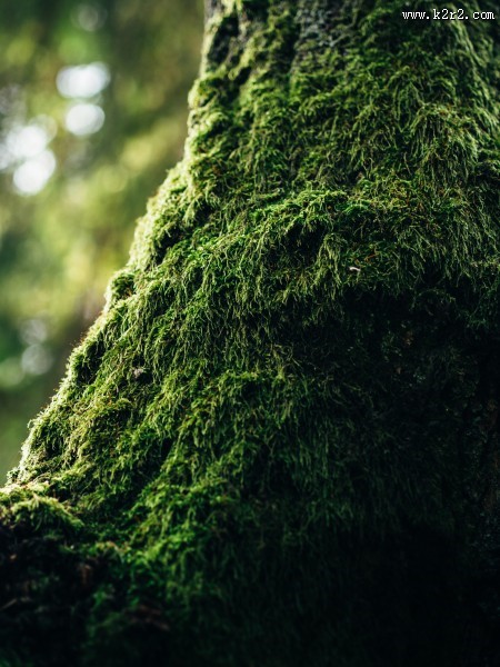 绿幽幽的苔藓图片