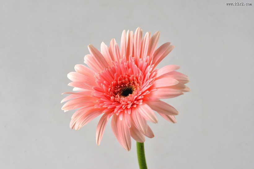 各种颜色的非洲菊图片大全