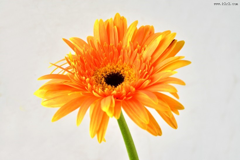 各种颜色的非洲菊图片大全