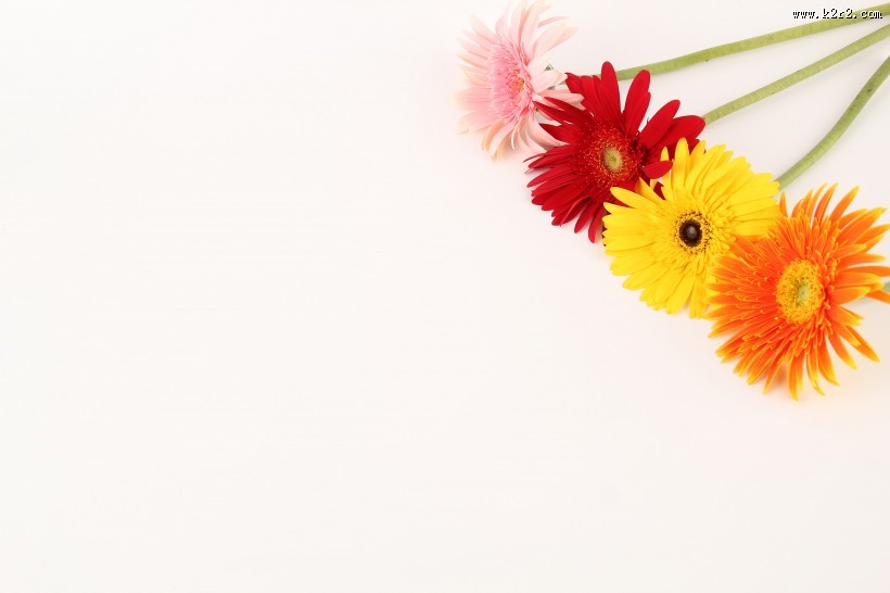 各种颜色的非洲菊图片大全