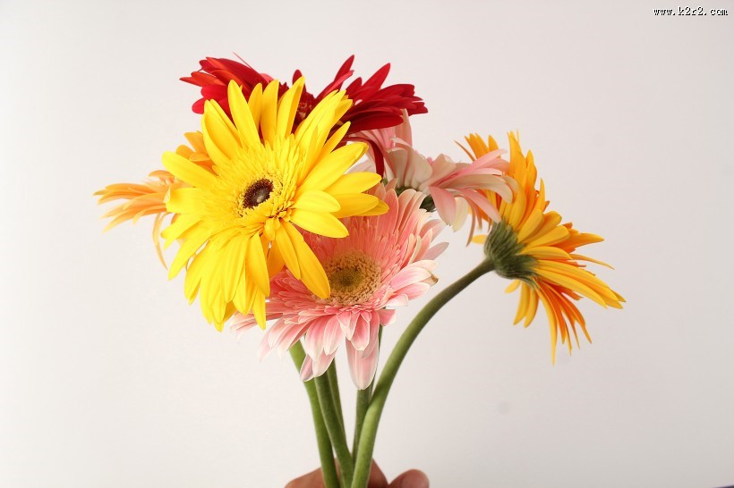 各种颜色的非洲菊图片大全