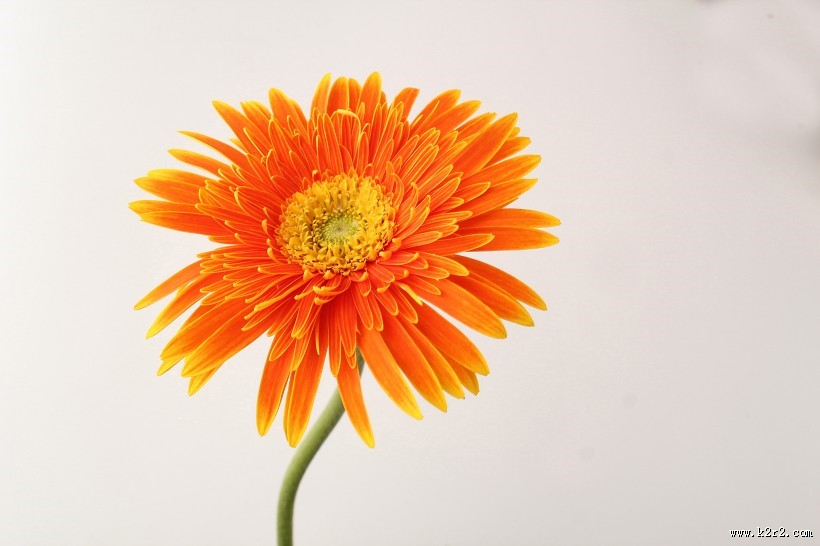 各种颜色的非洲菊图片大全