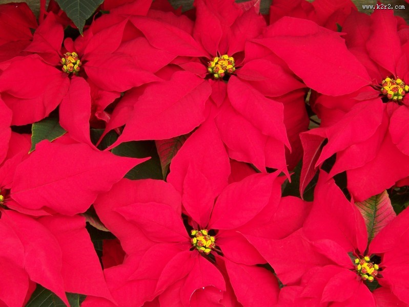 娇艳好看的一品红图片