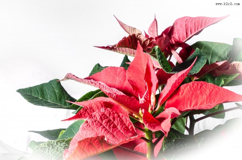 娇艳好看的一品红图片