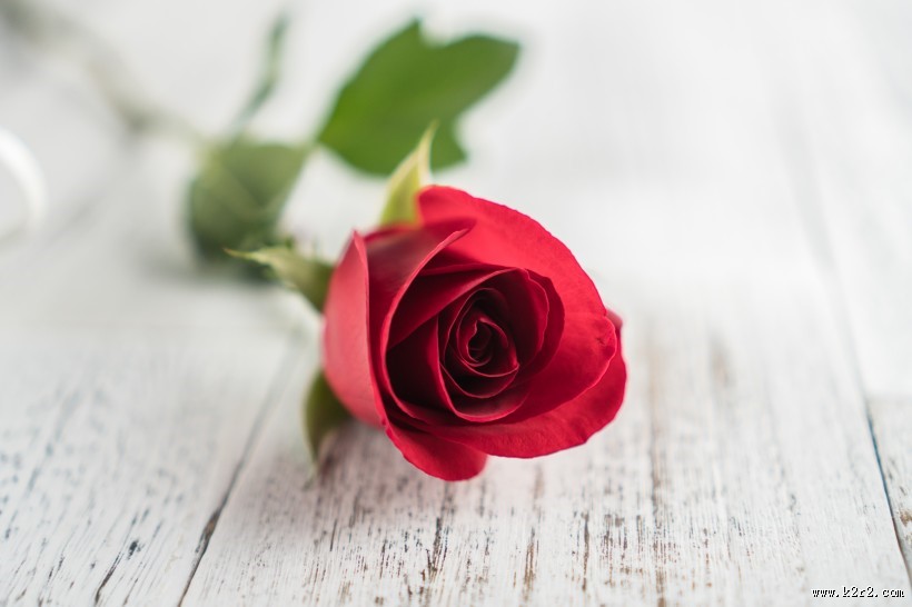 浪漫娇艳的红色玫瑰图片