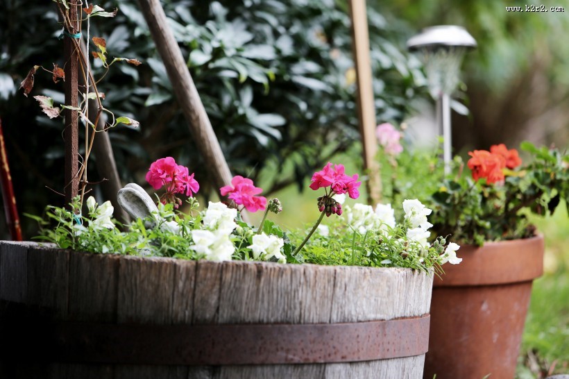 好看的盆栽图片大全