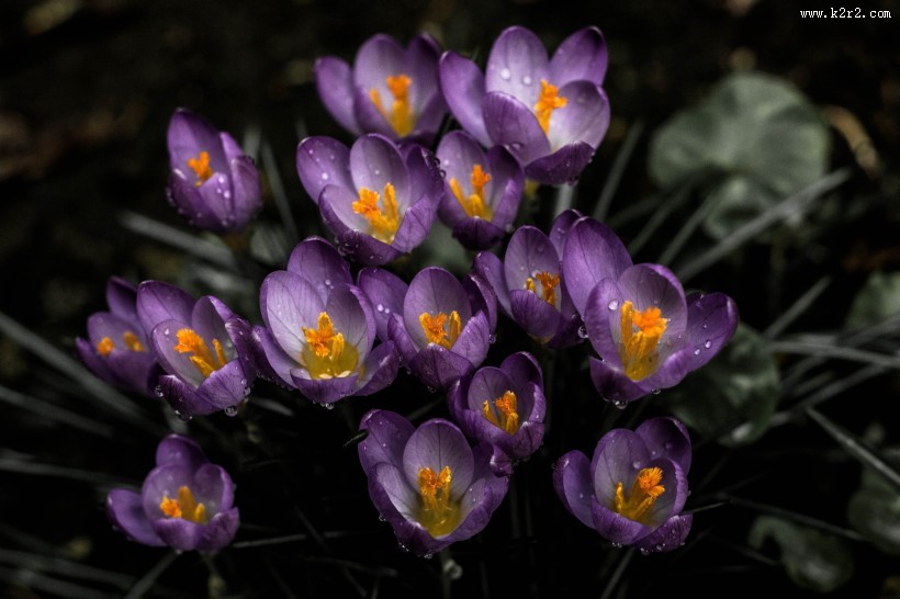 紫色美丽的番红花图片大全