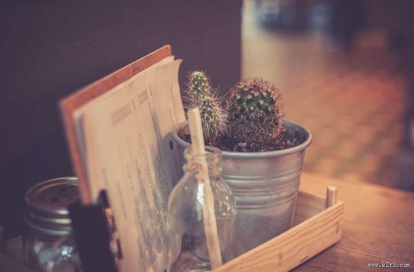 仙人掌盆栽图片