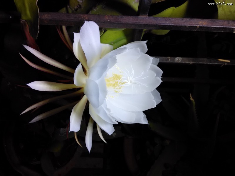 神秘华丽的昙花图片