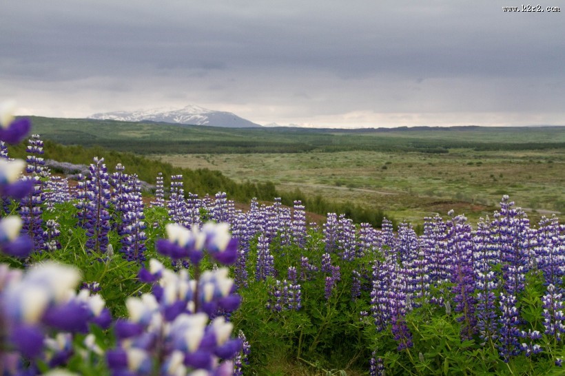 绽放的紫罗兰图片