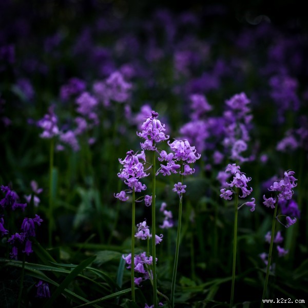 绽放的紫罗兰图片