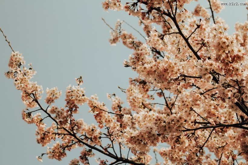 粉红的桃花图片