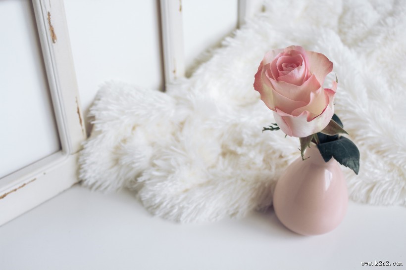 淡雅的玫瑰花图片