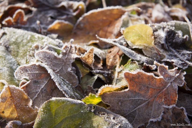 秋季经历霜冻的叶子图片