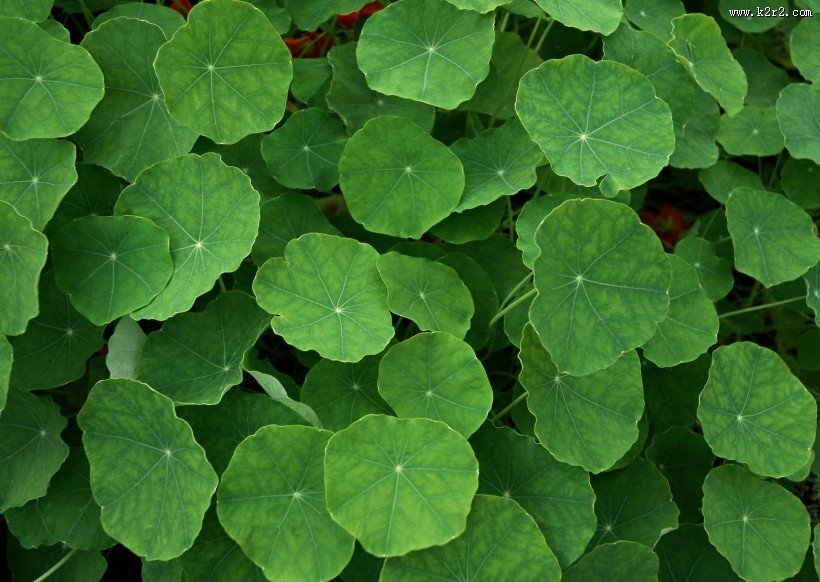 绿意盎然的大片荷叶图片