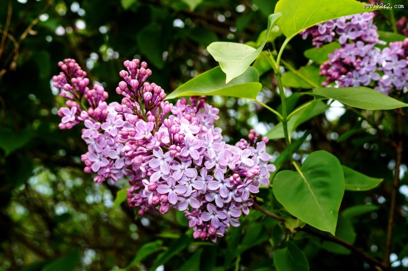 盛开的紫色丁香花图片大全
