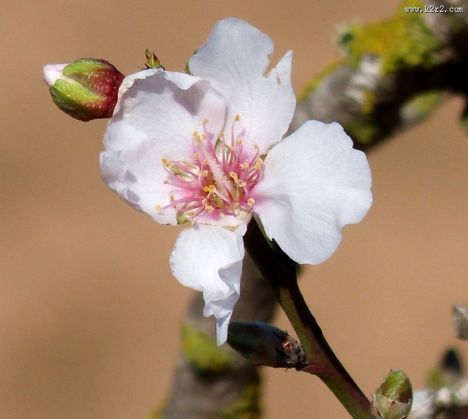唯美盛开的杏花图片