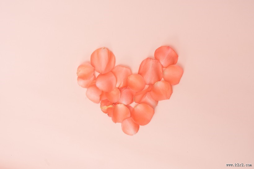 粉色玫瑰花和花瓣图片