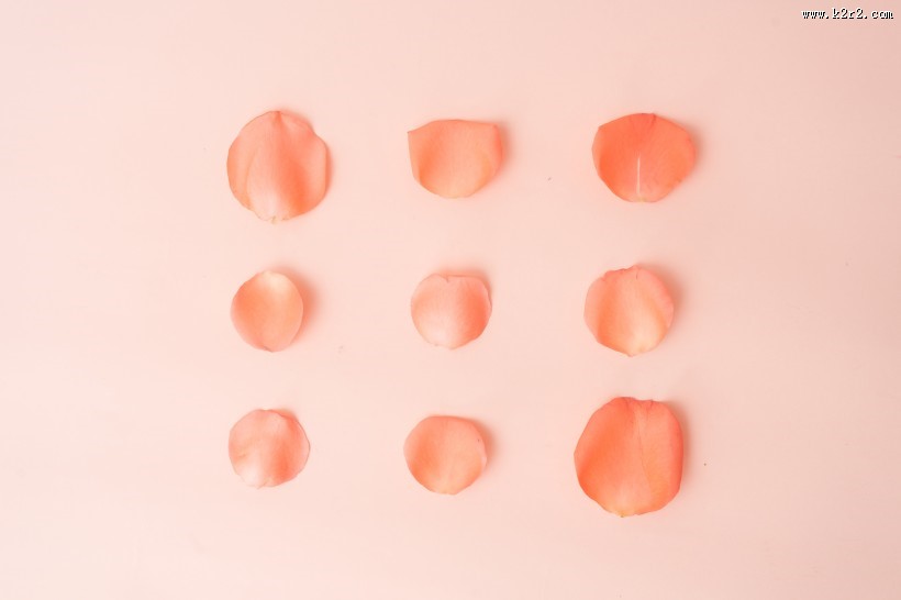 粉色玫瑰花和花瓣图片