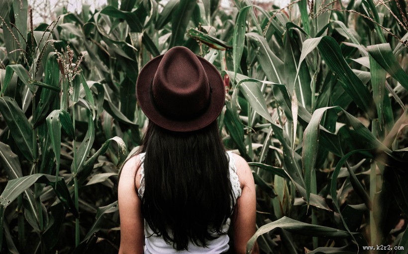 翠绿的玉米苗图片大全