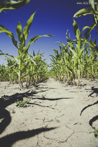 翠绿的玉米苗图片大全