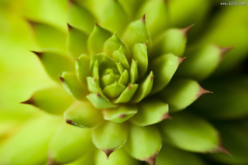 嫩绿的多肉图片大全