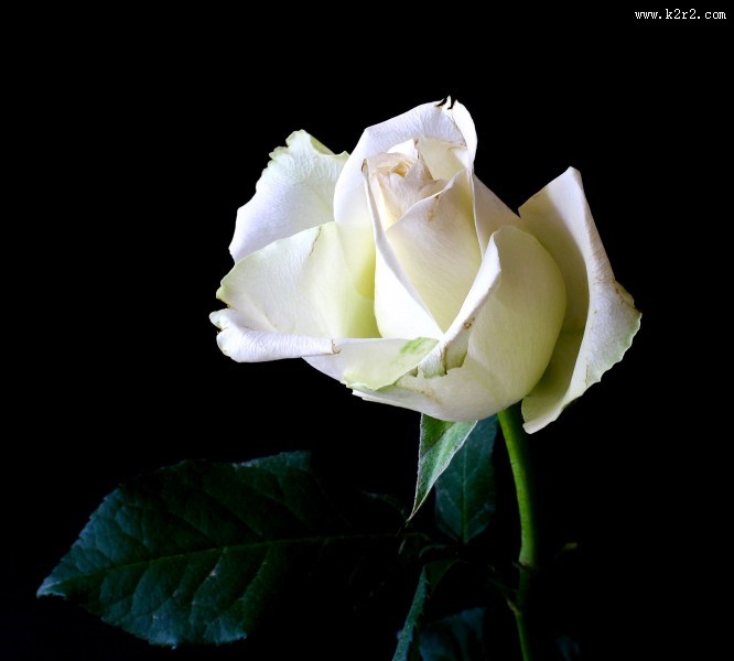清纯的白玫瑰图片大全