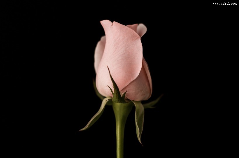 娇嫩的粉玫瑰图片