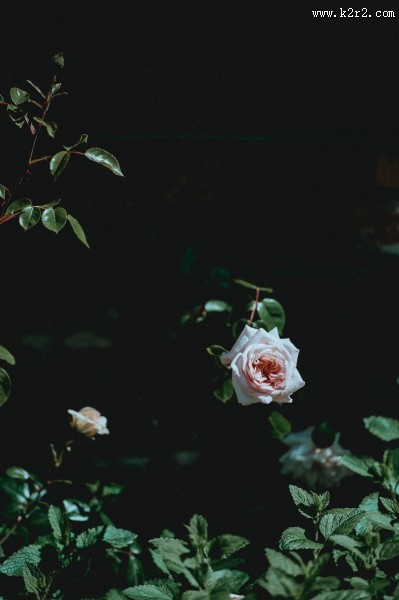 娇嫩的粉玫瑰图片