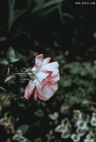 娇嫩的粉玫瑰图片