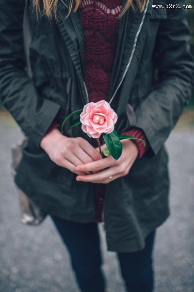 娇嫩的粉玫瑰图片