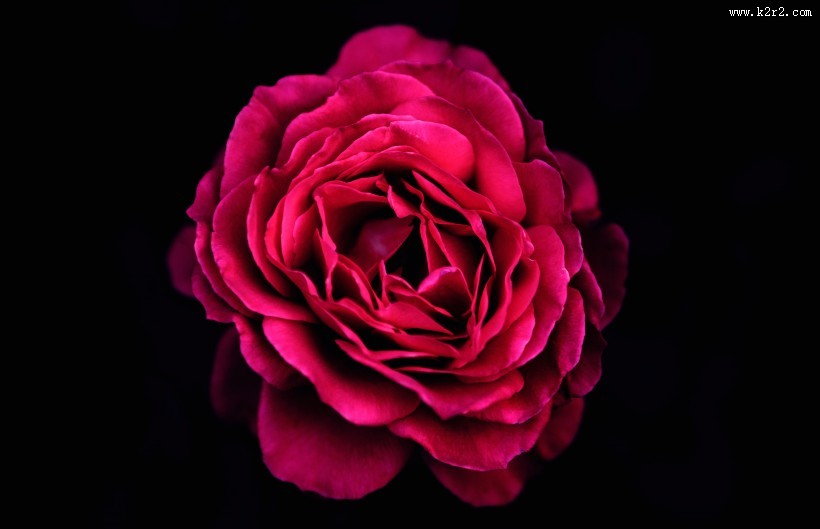 一朵娇艳的红玫瑰图片