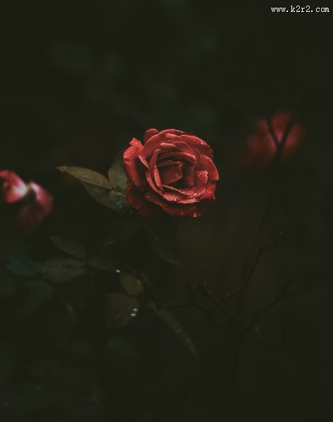 一朵娇艳的红玫瑰图片