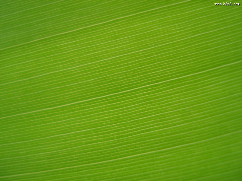 一大片绿叶的纹理图片