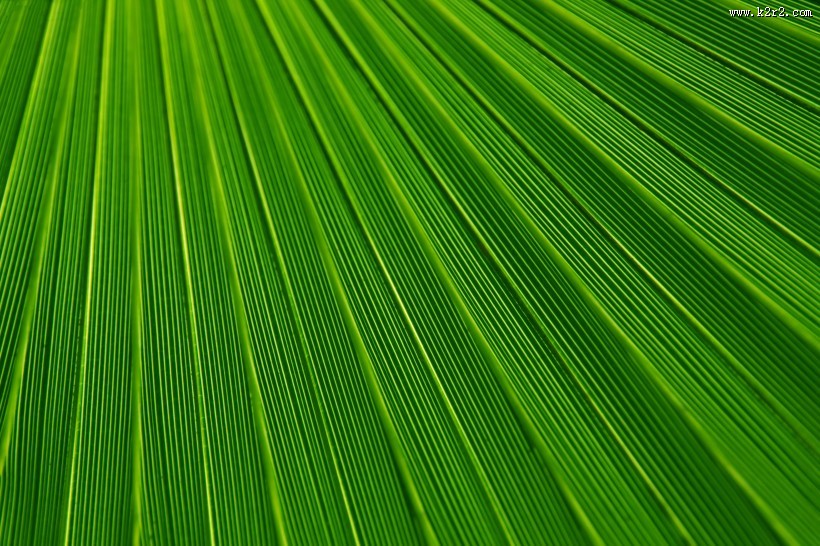 一大片绿叶的纹理图片