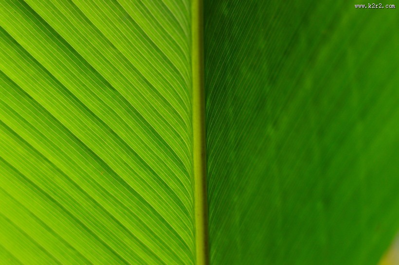 一大片绿叶的纹理图片