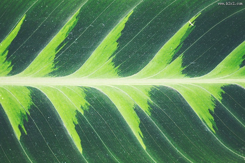 一大片绿叶的纹理图片