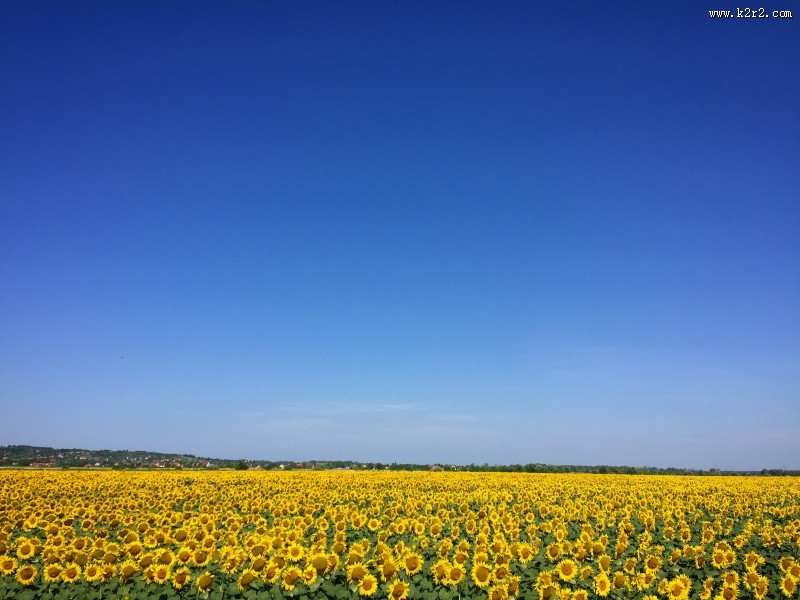 绽放的向日葵图片