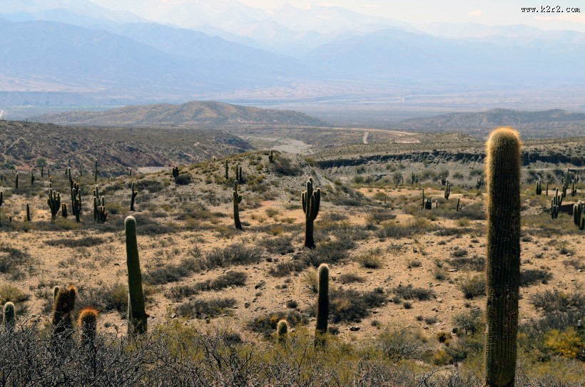 多肉植物仙人掌图片